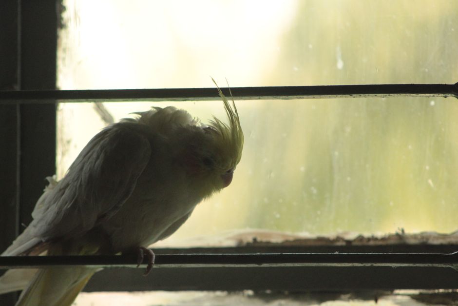 A cockatiel bird is perched and resting by a window, casting a serene silhouette.